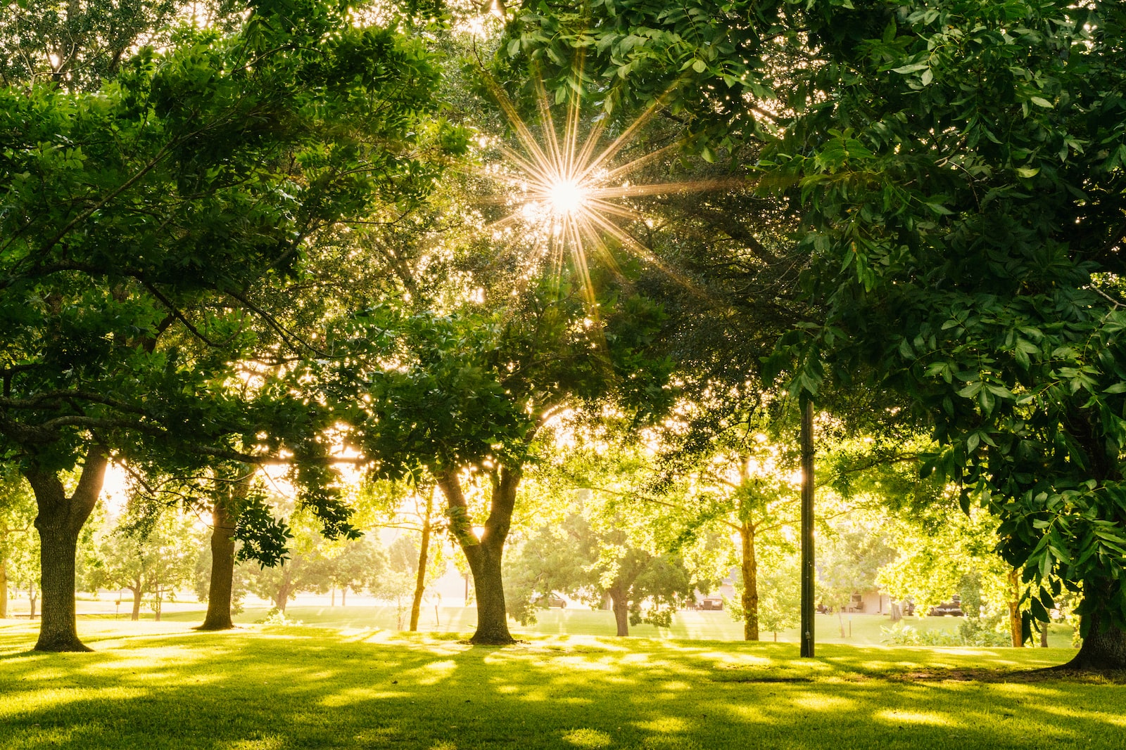 sun shining on tree